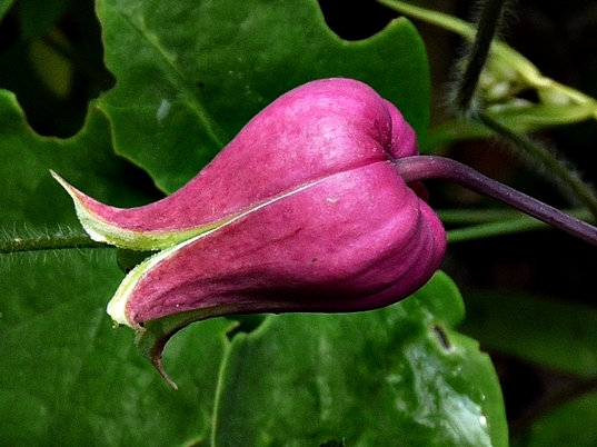 {Clematis glaucophylla}